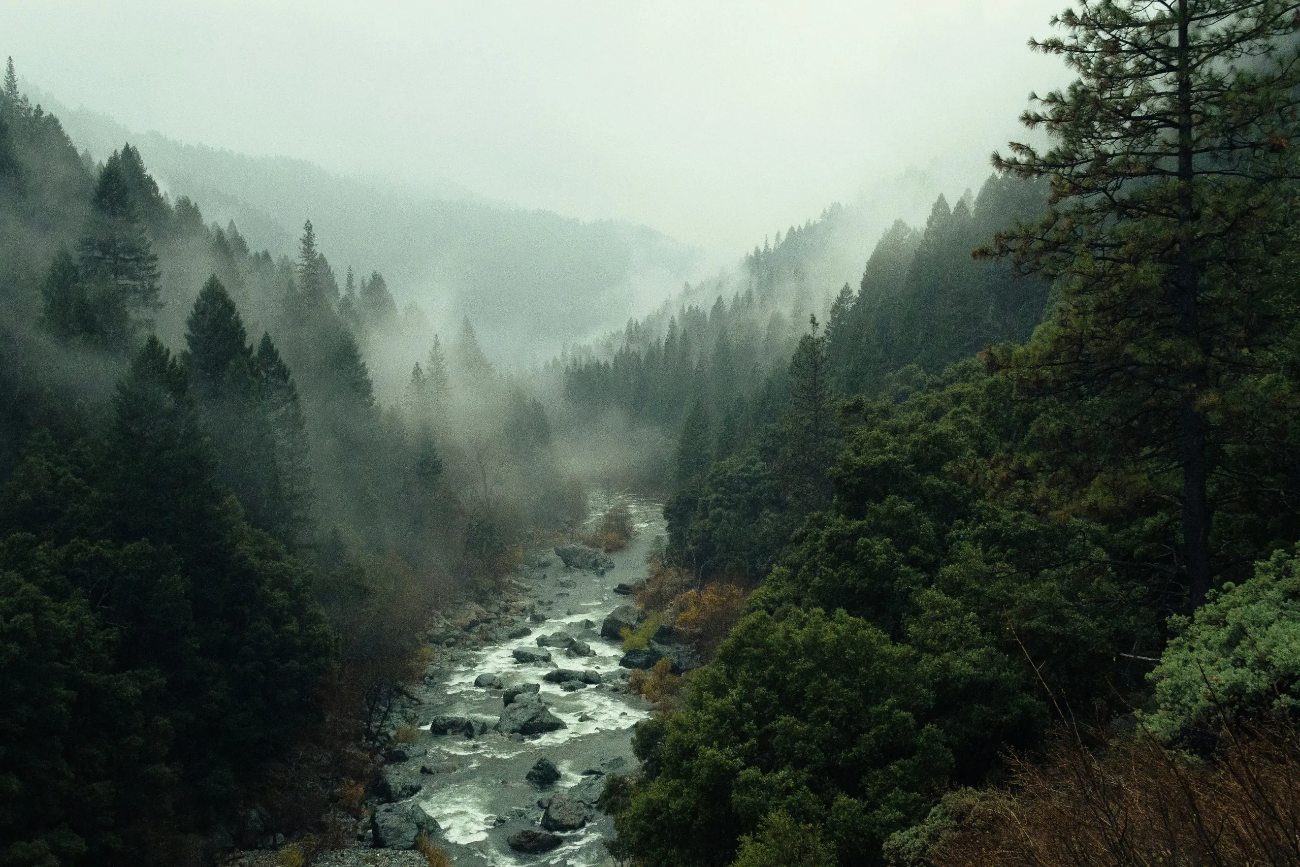 Misty river valley in a pine forest